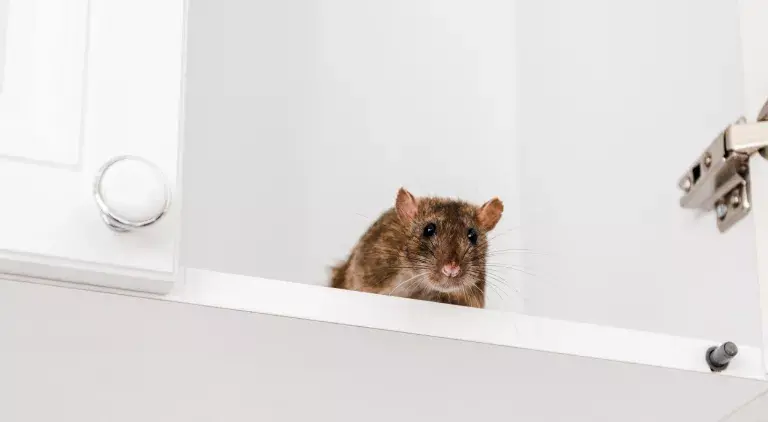 Mysz w szafce